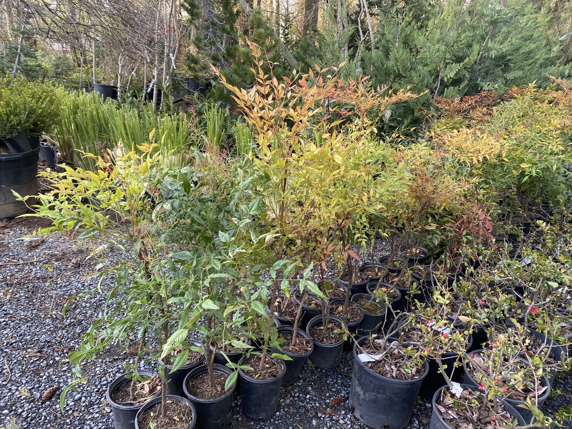Nandina Domestica Heavenly Bamboo Plants