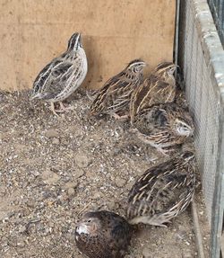 Quail Supplies