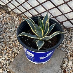 American Agave Succulent