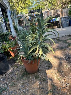 planta de savila decorativa
