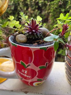 Plant Decoration Succulent in Cute Pots