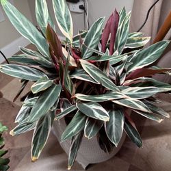 Houseplant Trio-Star In 10” Nursery Pot