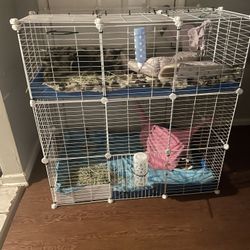 Guinea Pig Cage