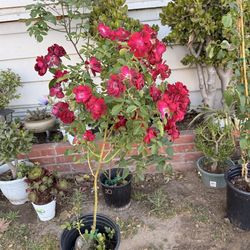 Rosal