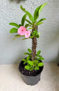 Medium  flower  crown of thorns  plant