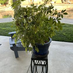 Free Items
