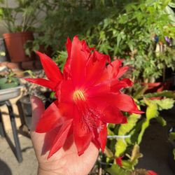 Epiphyllum Ransom Red , Cutting10” ,, 15cash