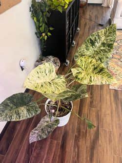 Philodendron Giganteum Blizzard