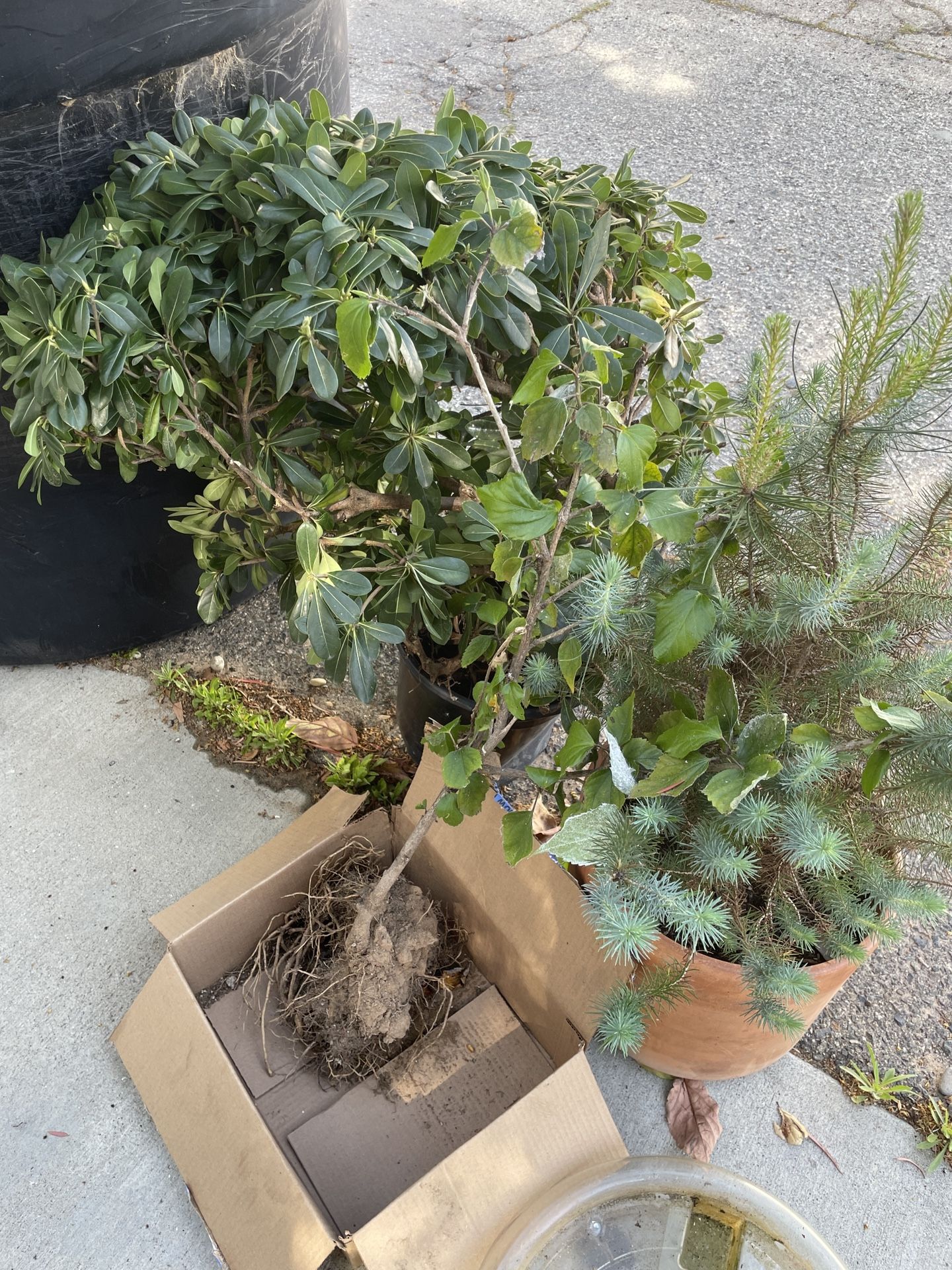 Free Plants