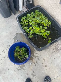 Floating plants