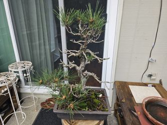 30+ Year Old Bonsai. Cool Bark. Rare Species Of Black Pine