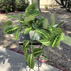 Maranta  Lemon  Lime  Prayer  Plant #6