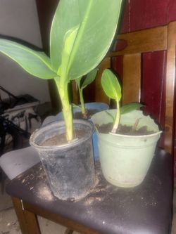 Plant