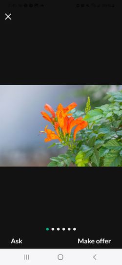 ORANGE Cape Honeysuckle Tree Plant 