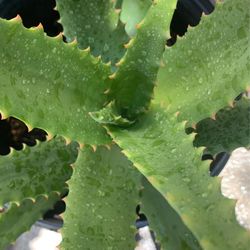 Beautiful Aloe Vera Plant In Big Pot