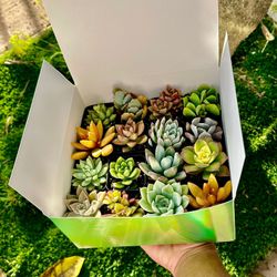 Variety Succulent Pack
