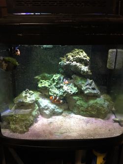 Biocube 29 gallon