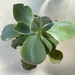 Small Succulent 