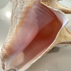 Juvenile Pink Queen “Roller” Conch Shell 6”L x 5”W (see photos)