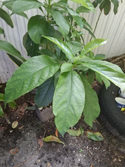 Avocado plant 🪴