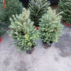 Stone Pine Christmas Tree 