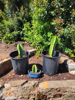 Euphorbia Succulents