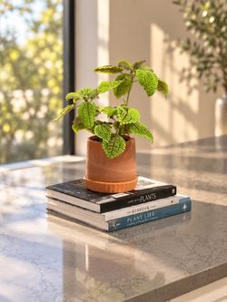 Beautiful Textured Green Houseplant in Terracotta Pot 🌿