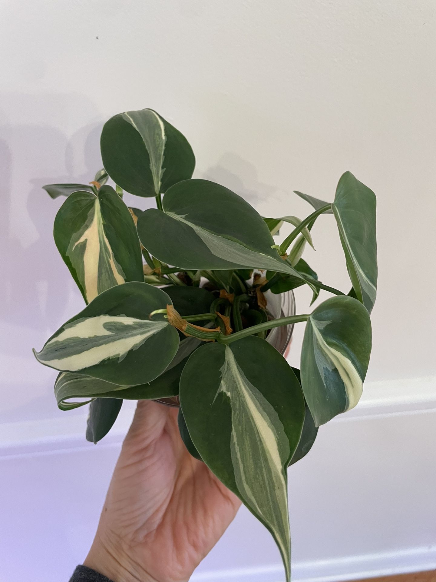 Philodendron Rio