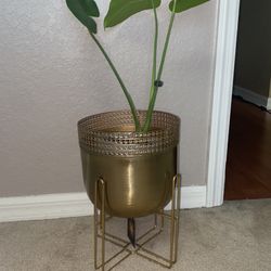 Live Houseplants 🪴✨