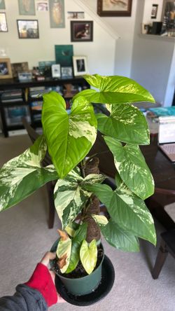 Syngonium
