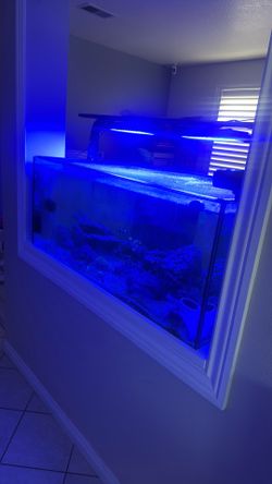120 Gallon Salt Water Aquarium