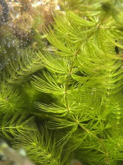Hornwort Aquarium Plant 6 Inch Stems