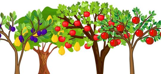 Different Fruit Trees