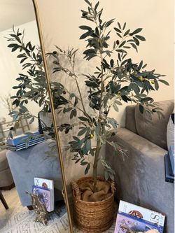 Olive tree