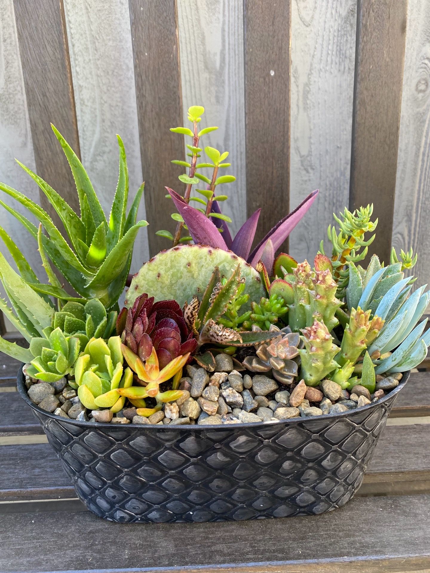 Succulent arrangement/ arreglo de suculentas