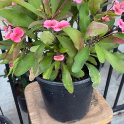 Corona De Cristo En Ceres 