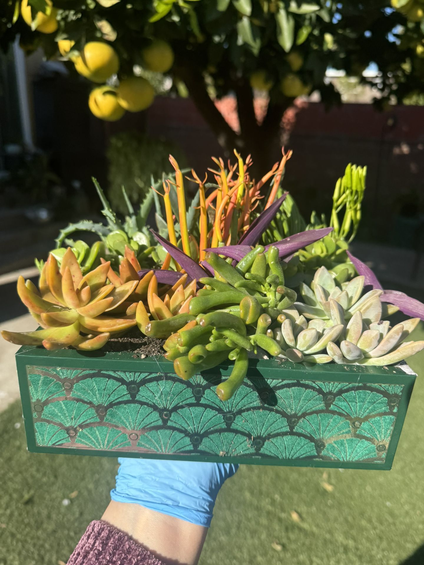 Gorgeous Succulent Arrangement