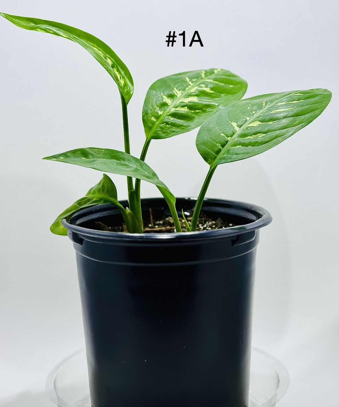 Dieffenbachia ‘Tropic Snow’ plants
