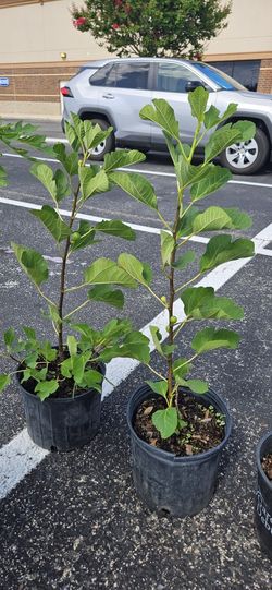 Fig Tree Brown Turkey Fig 3 Gal/ Arbol De Higo De 3 Galones