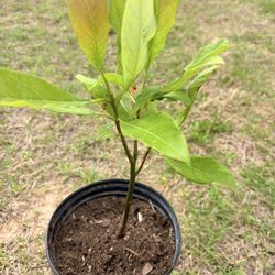 Avocado Tree Sapling