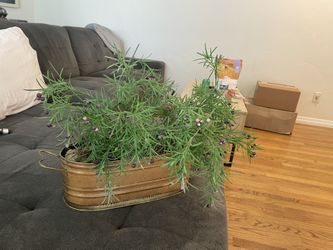 Large Artificial Plants 