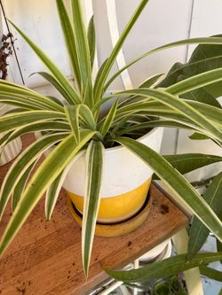 Spider plant