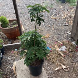 Umbrella plants