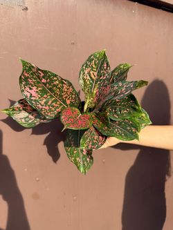 4” aglaonema pink dalmatian
