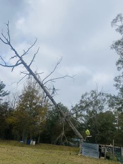 Cortamos árboles en todo Houston