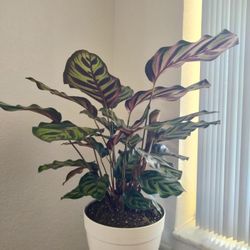 Beautiful Indoor Low Maintenance Plant