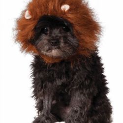 Rubies Pet Shop Boutique Halloween Dog Hat - Lion Size S/M