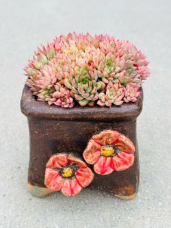 Succulents plants 🌱 （Echeveria mebina ）