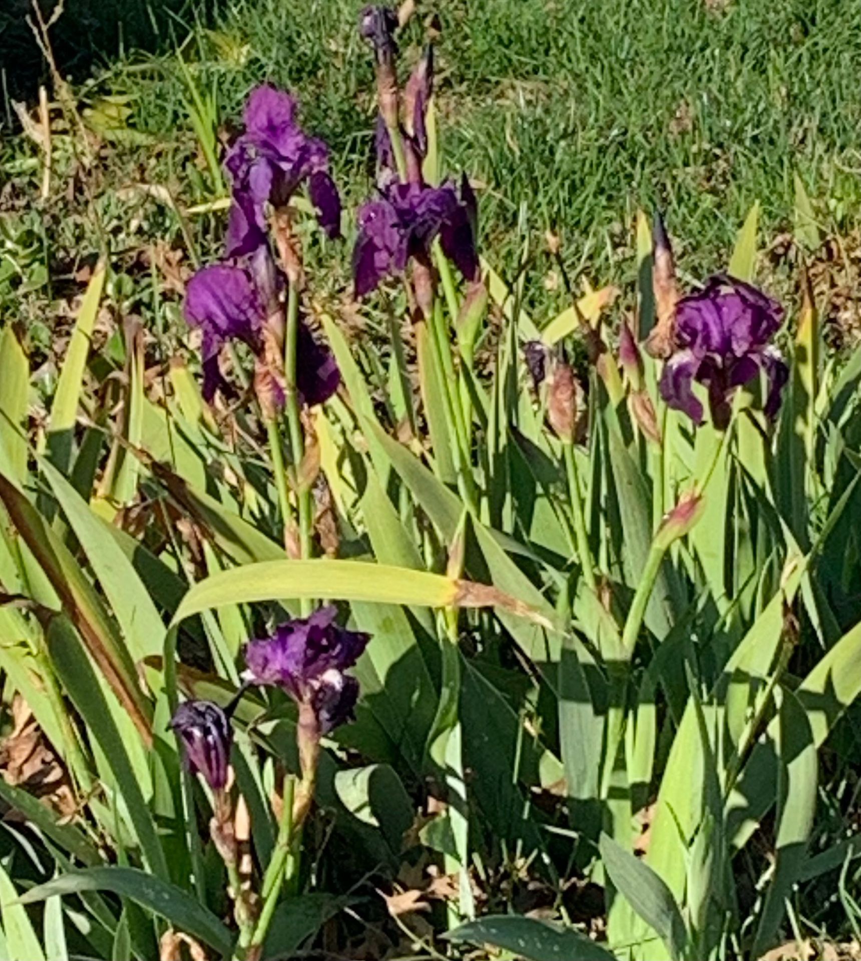 Set of 3 Small purple Iris plants