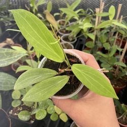 Hoya Philippines 